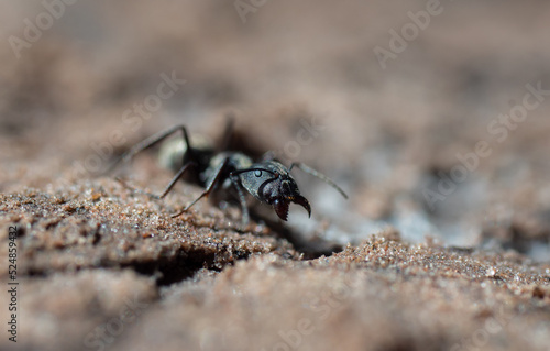 black ant on the ground © Tongsai Tongjan
