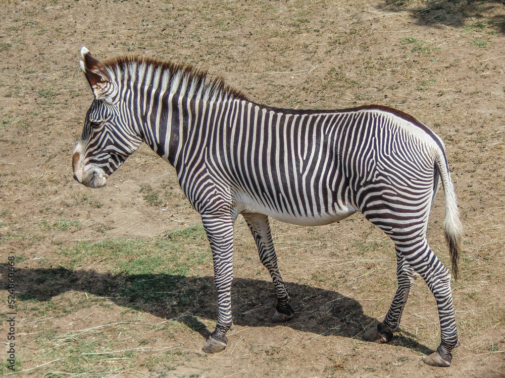 Grevy’s zebra in the summer. Zebra animal Grevy’s zebra in the summer. Zebra animal
