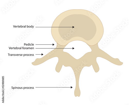 Spine anatomy illustration with structures. Top view of a human vertebra.