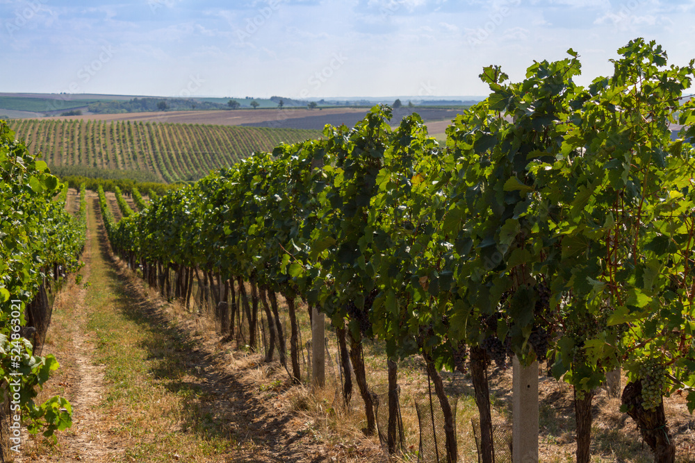 Vineyard in the Czech Republic