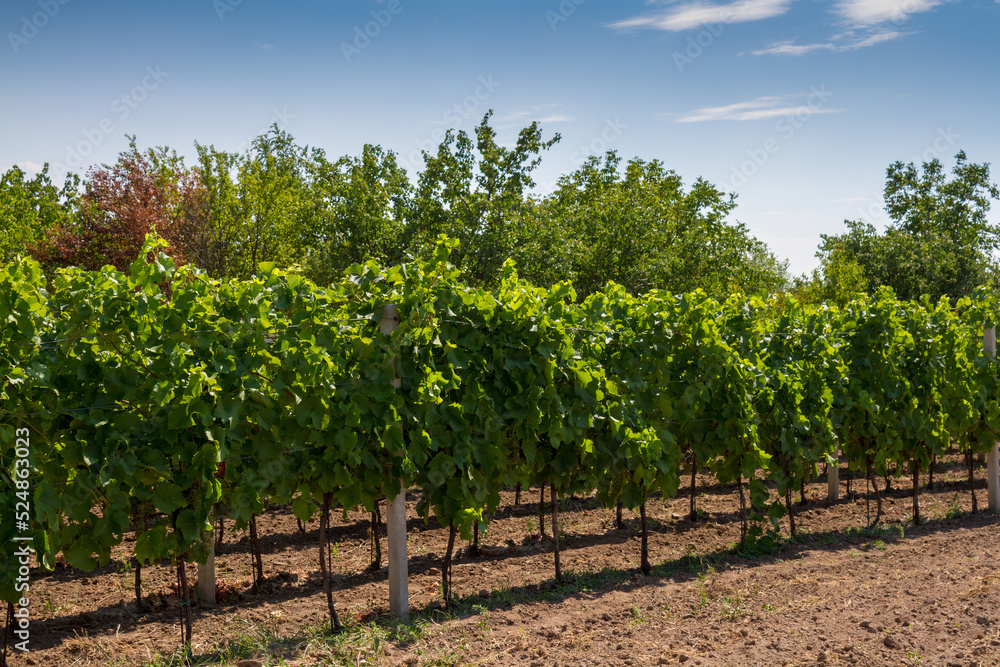 Vineyard in the Czech Republic