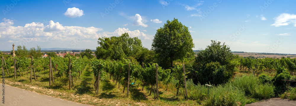 Vineyard in the Czech Republic