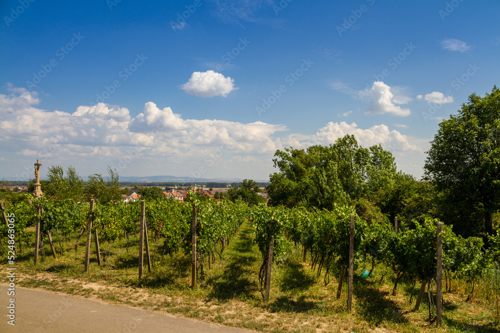 Czech landscape with vineyards and a small town in the background