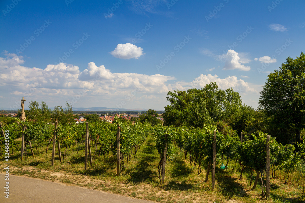 Czech landscape with vineyards and a small town in the background Czech landscape with vineyards and a small town in the background