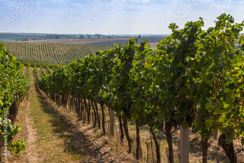 Obraz na płótnie Vineyard in the Czech Republic w salonie