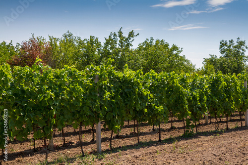 Obraz na płótnie Vineyard in the Czech Republic w salonie