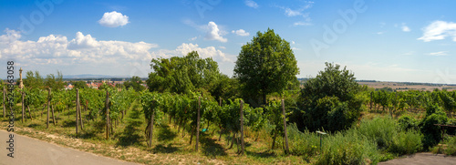 Vineyard in the Czech Republic