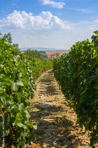 Obraz na płótnie Wine alleys with a small town in the background w salonie