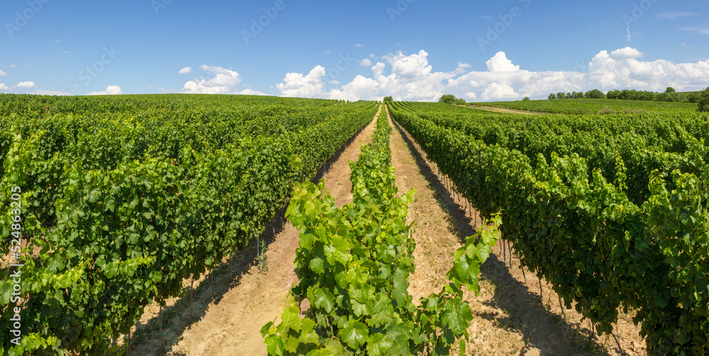 Alleyways in the vineyard against the blue sky