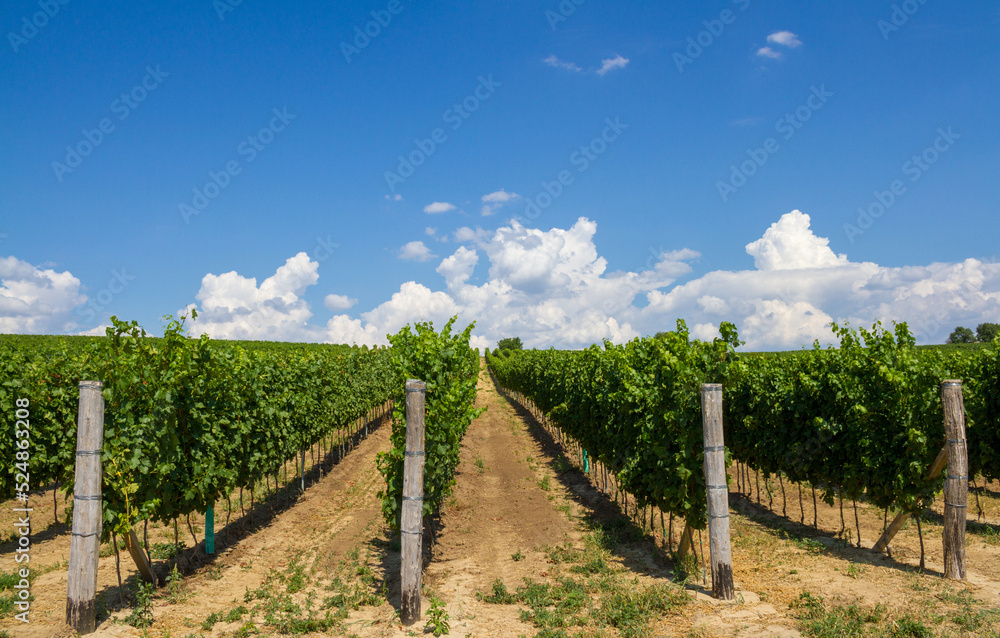 Alleyways in the vineyard against the blue sky
