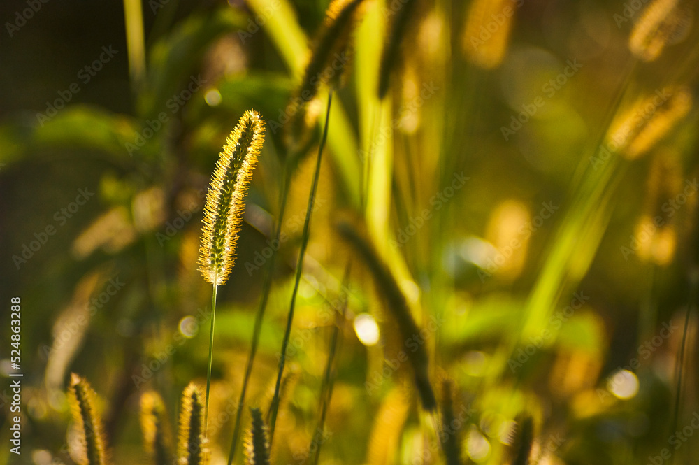 Ear and weeds of grass at sunset