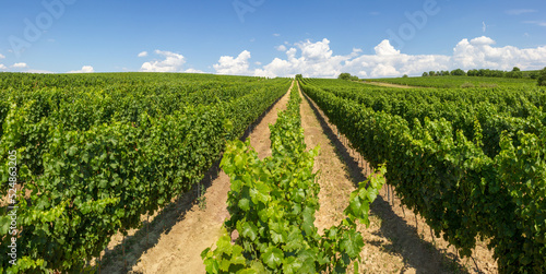 Obraz na płótnie Alleyways in the vineyard against the blue sky w salonie