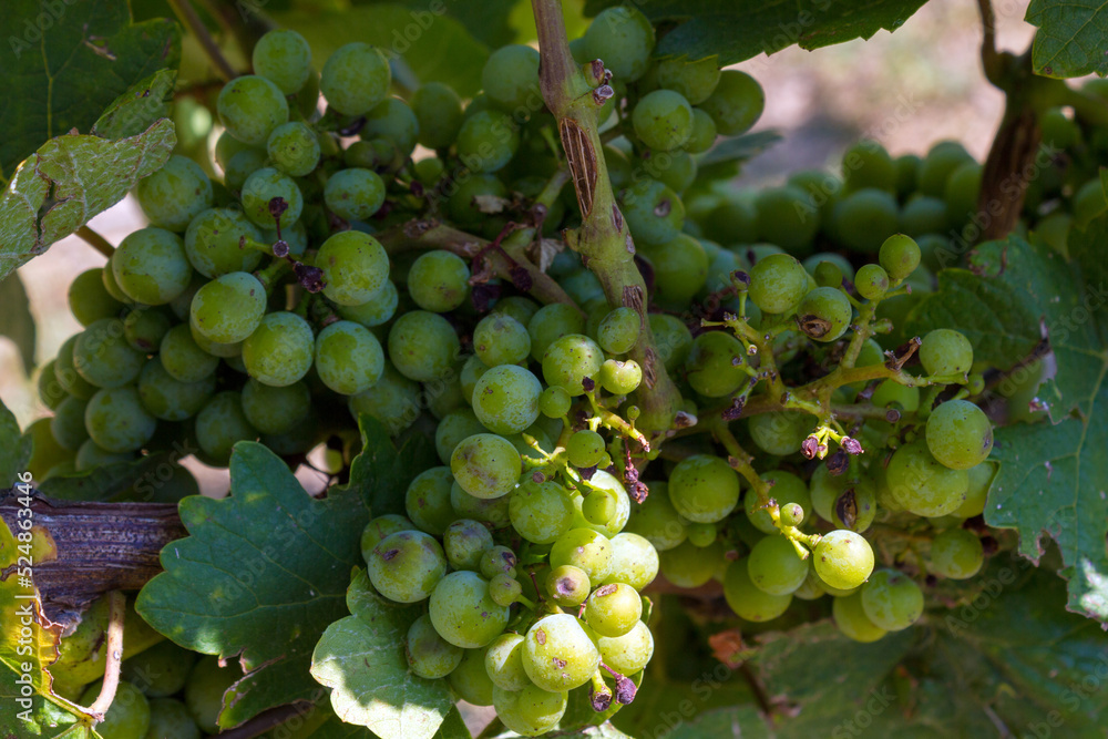 Growing grapes, fruits and leaves close-up
