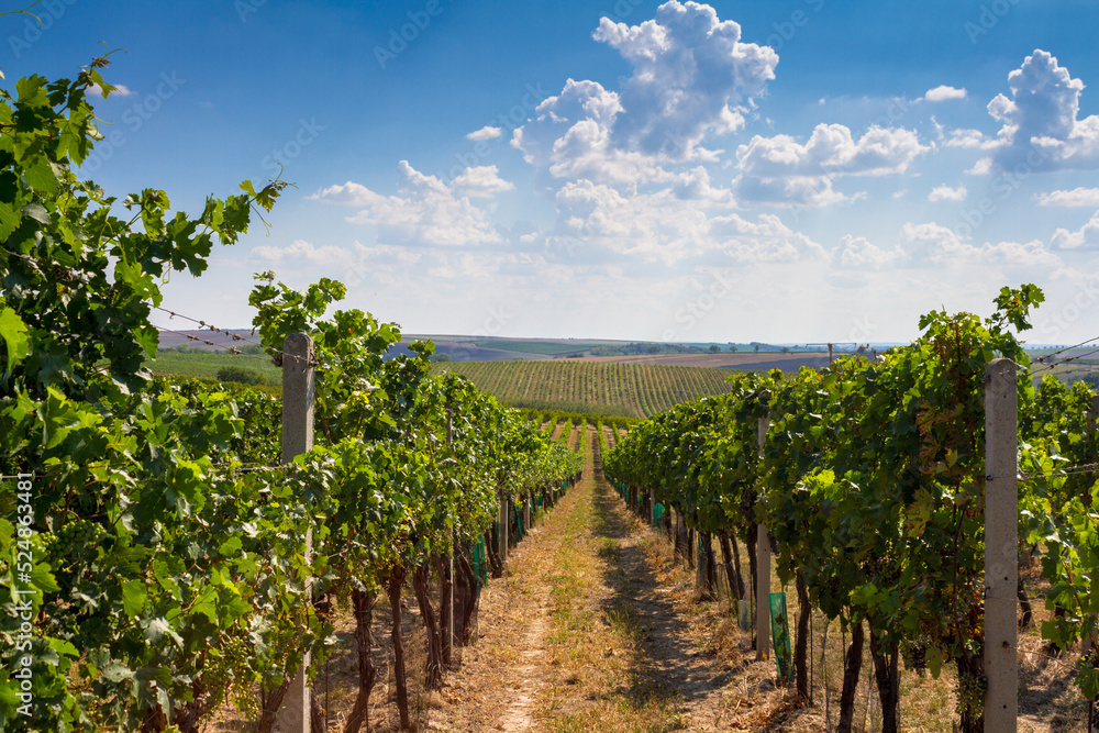 Green vineyards in the Czech Republic