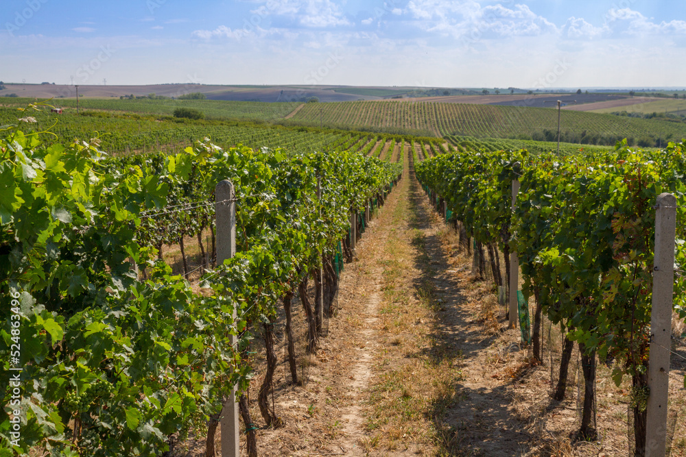 Green vineyards in the Czech Republic