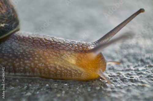Detail of a snail, husk
