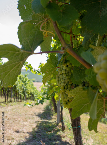 Obraz na płótnie Growing grapes, fruits and leaves close-up w salonie