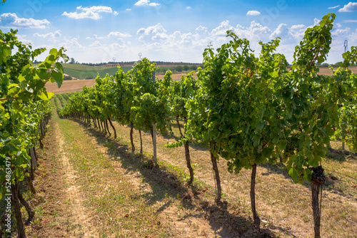Obraz na płótnie In a vine alley w salonie
