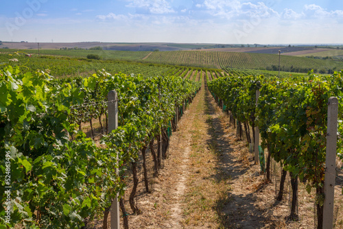 Obraz na płótnie Green vineyards in the Czech Republic w salonie