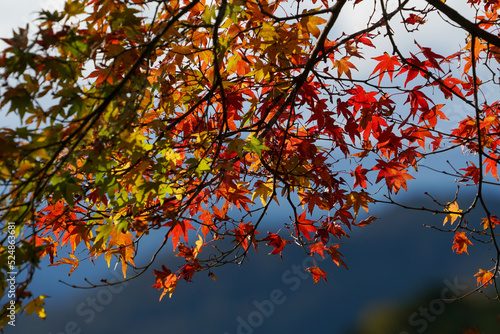 三明院の境内の紅葉 © ykimura65