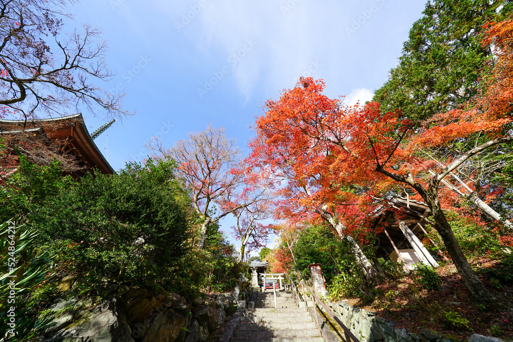 Naklejka premium 三明院の境内の紅葉