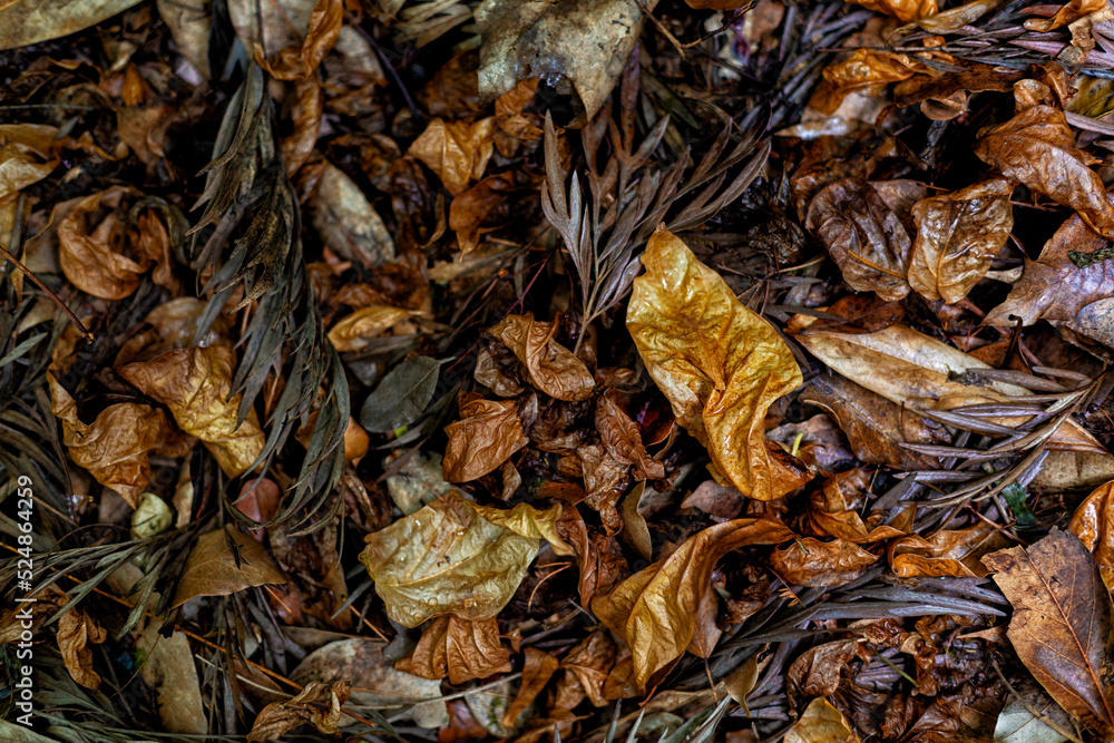 Autumn wet brown and yellow leaves, texture, background. Autumn wet brown and yellow leaves, texture, background.