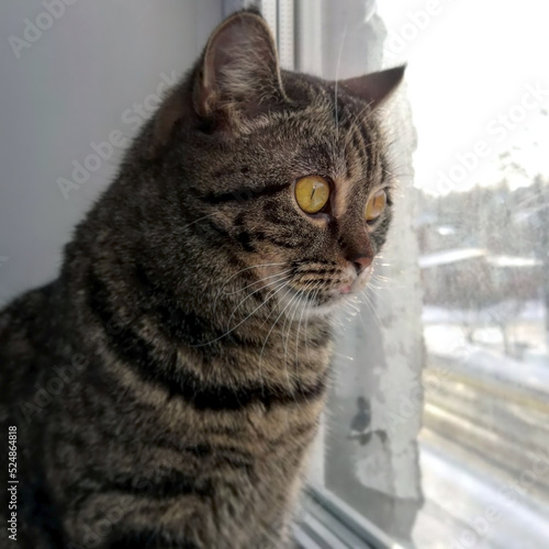 Fototapeta Naklejka Na Ścianę i Meble -  Cat looking out the window