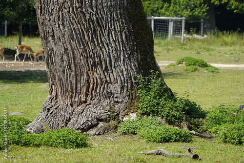 Over 1000 year old Ivenacker oak, Ivenack, Mecklenburg-West Pomerania, Germany, photo