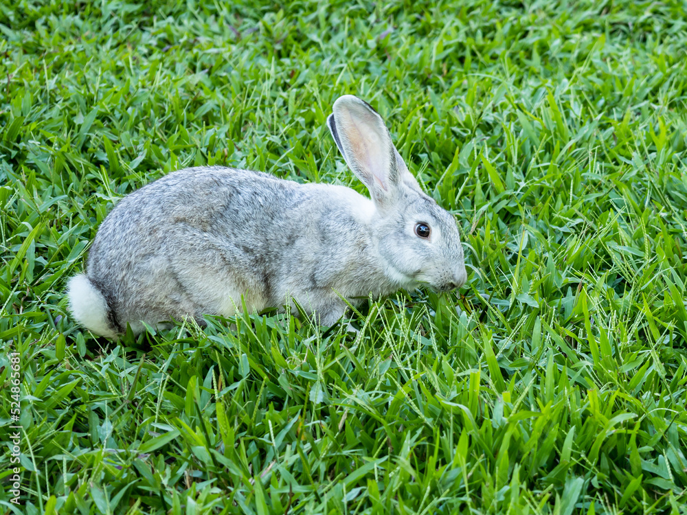 Rabbit on green grass, eating grass, and grooming in the morning. The rabbit is facing right.