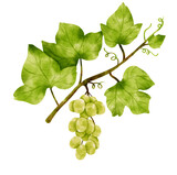 Branch of Green grapes with leaves and fruit watercolor style for Decorative Element