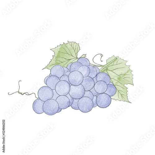 Ripe sweet blue grapes - watercolor freehand drawing. Bunch of sweet grapes