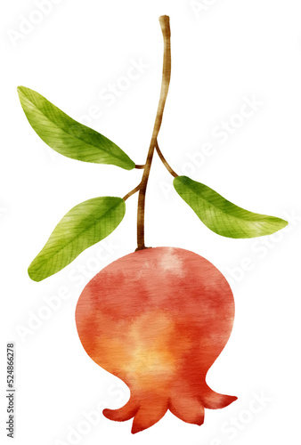 Branch of pomegranate with leaves  watercolor style for Decorative Element