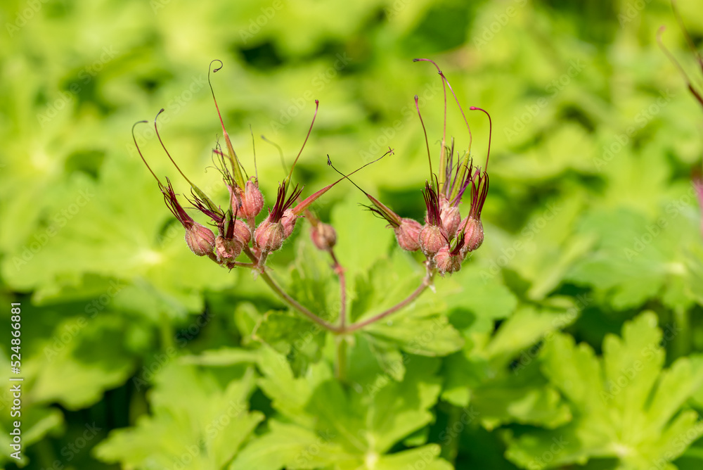 the buds of the Geranium flower, geraniums, cranesbills the buds of the Geranium flower, geraniums, cranesbills