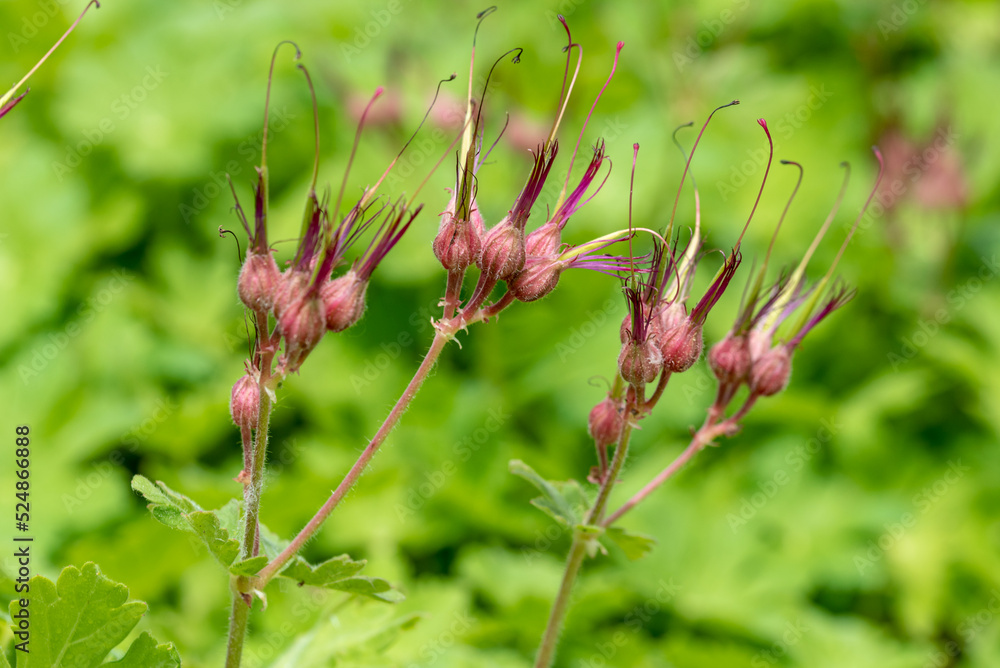 the buds of the Geranium flower, geraniums, cranesbills the buds of the Geranium flower, geraniums, cranesbills