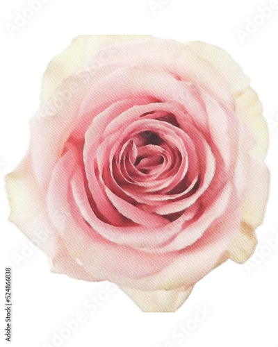 rose watercolor flower,watercolor rose isolated on white decor element png