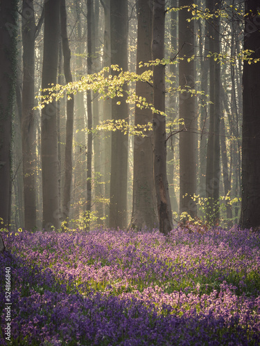 Hallerbos