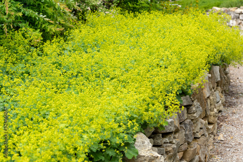 Fotografia the flowers of Alchemilla mollis - garden lady's-mantle,  lady's-mantle