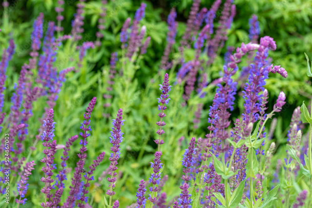 flower of Salvia nemorosa - woodland sage, Balkan clary, blue sage, wild sage flower of Salvia nemorosa - woodland sage, Balkan clary, blue sage, wild sage