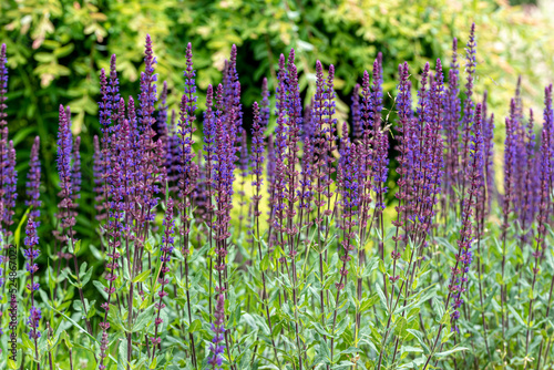 flower of Salvia nemorosa - woodland sage  Balkan clary  blue sage  wild sage