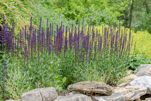 flower of Salvia nemorosa - woodland sage, Balkan clary, blue sage, wild sage