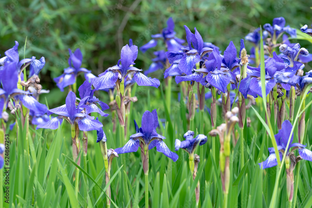 Fototapeta premium the violet Iris spuria flower