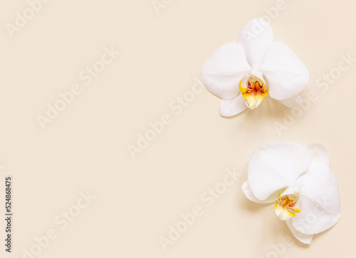 White orchid flowers on light beige top view. Tropical flat lay