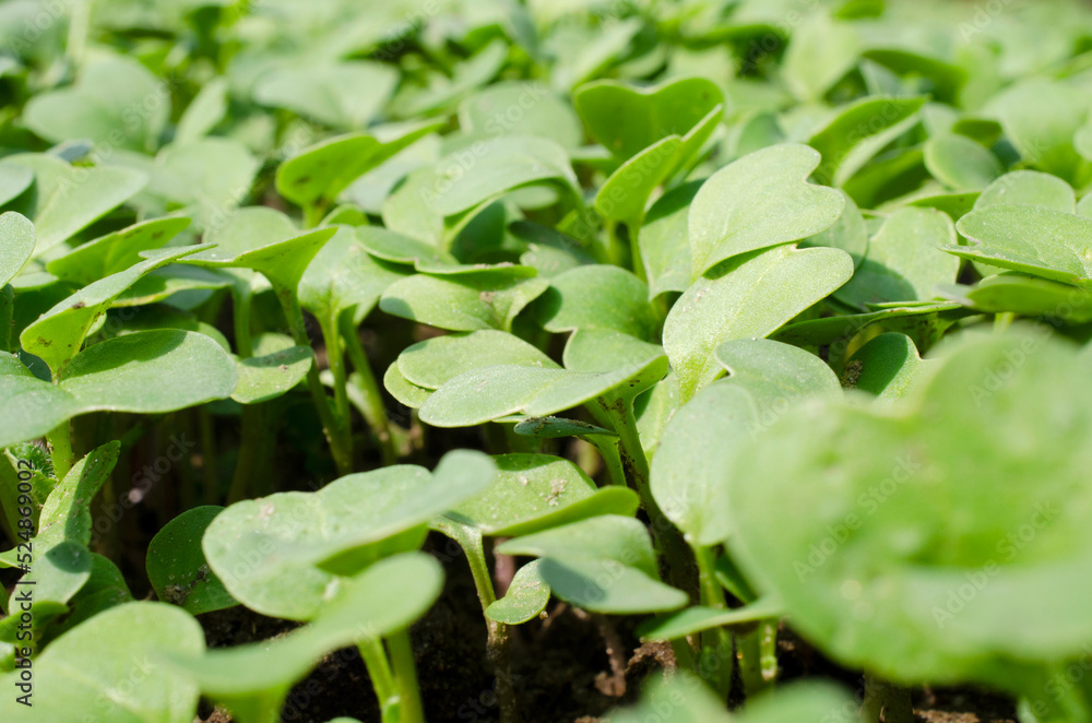 Cantonese green salad. Small sprouts of basil. Plant germination background. Lettuce sprouts in the garden. Cantonese green salad. Small sprouts of basil. Plant germination background. Lettuce sprouts in the garden.