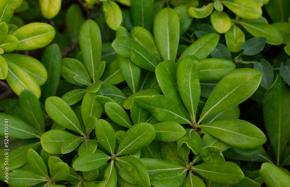A background of oval green leaves. Shrub with green foliage with hazy glow effect. Vegetation, nature, ecology concept. Nature reserve, park, garden in detail. Perennial plants. Madder bedstraw family A background of oval green leaves. Shrub with green foliage with hazy glow effect. Vegetation, nature, ecology concept. Nature reserve, park, garden in detail. Perennial plants. Madder bedstraw family