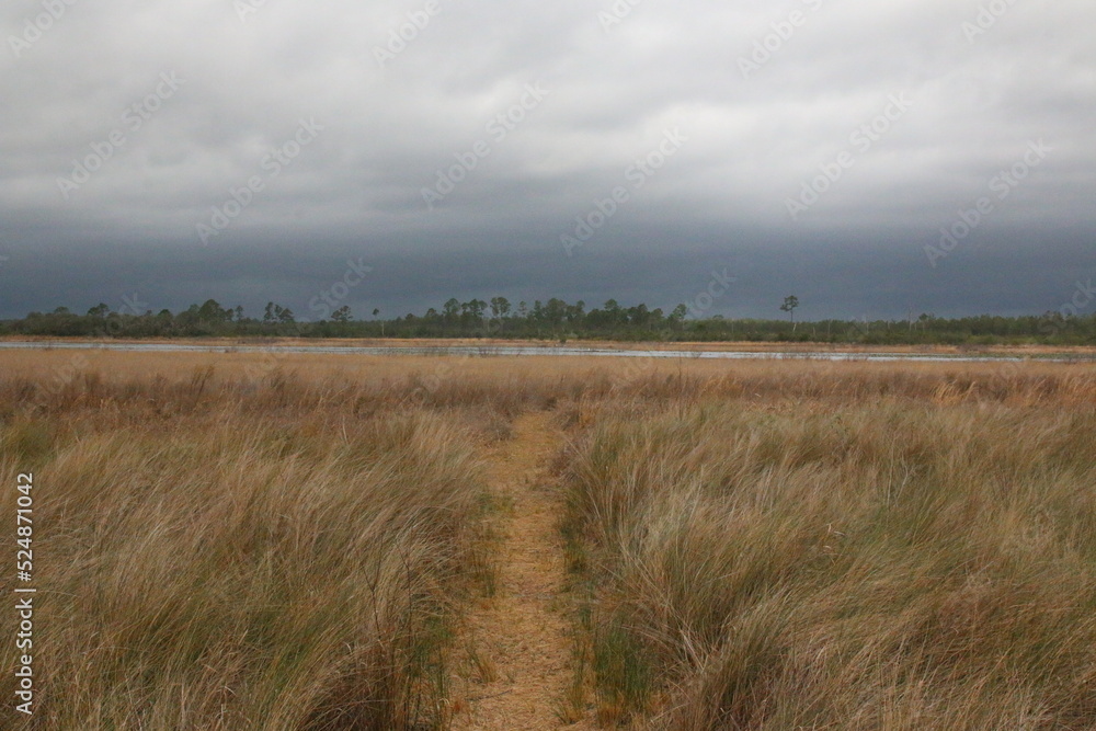 Fototapeta premium Forest storm