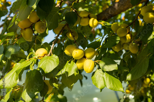 a mature yellow apricot on a tree against a background of delicate green leaves with a blurred background.