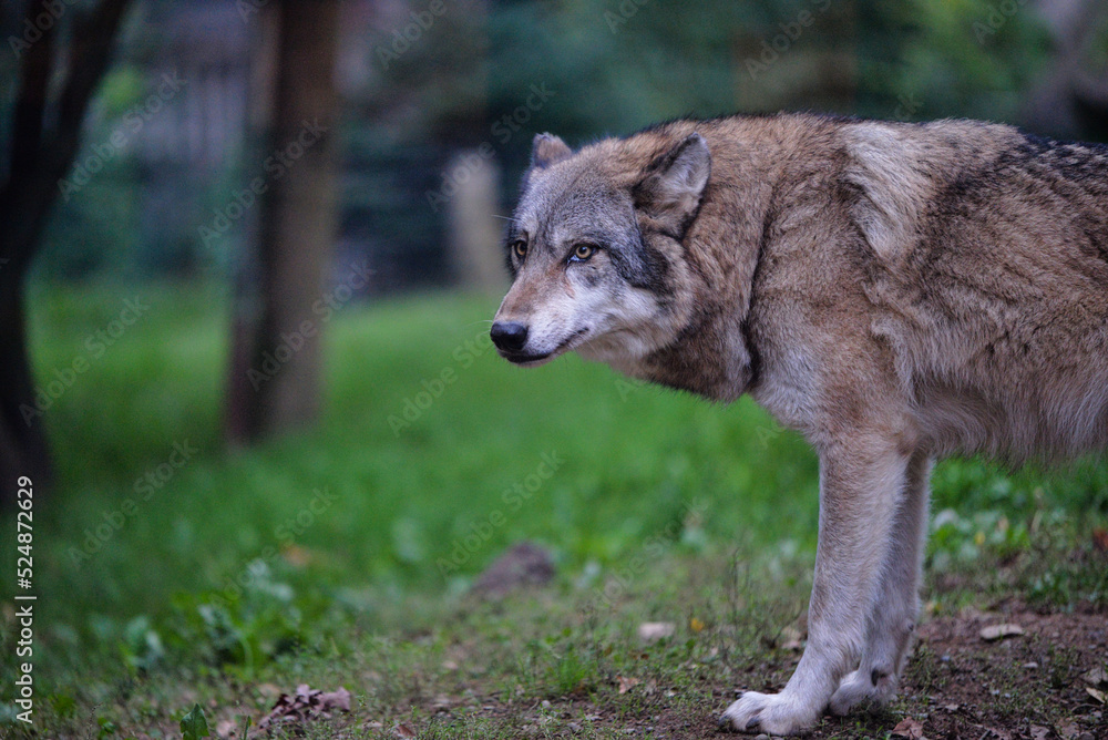 portrait of a grey wolf