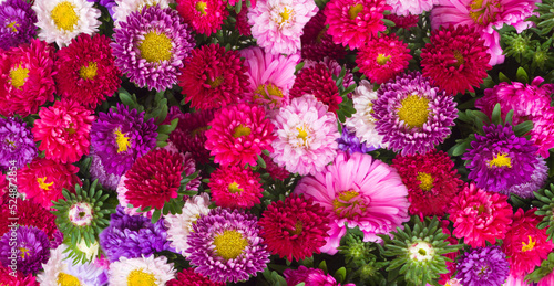 aster flowers background