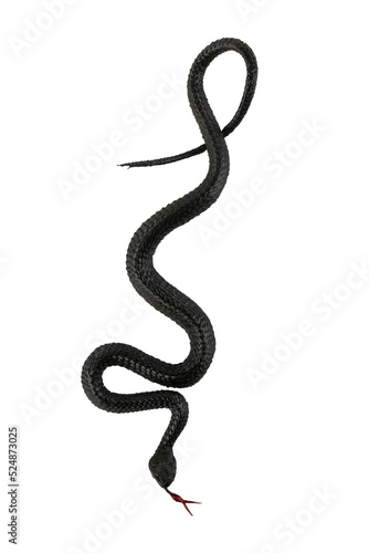 Canvas Print Cutout of an isolated Halloween plastic black snake toy. Top view