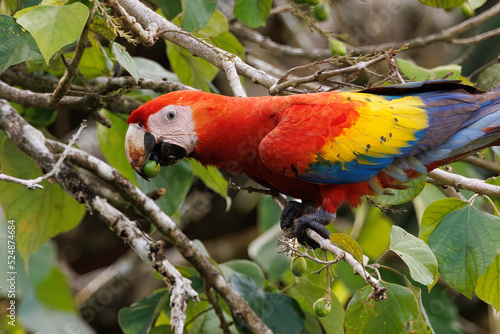 Colored Scarlet macaw (Ara macao) perching and eating on a branch, Tortuguero river's bank, Tortuguero national park, Costa Rica photo